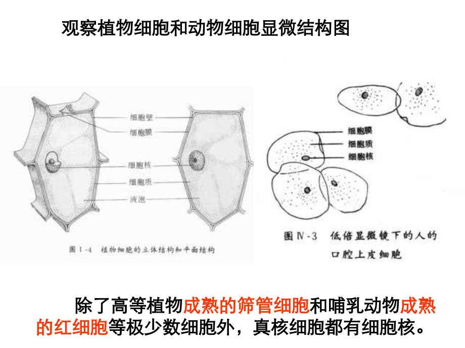 【必修1】3.3 细胞核——系统的控制中心1 ppt培训课件_第4页