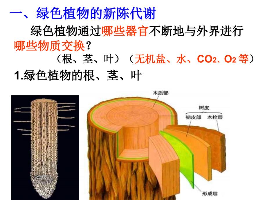 植物的光合作用与呼吸作用  华师大版ppt培训课件_第2页