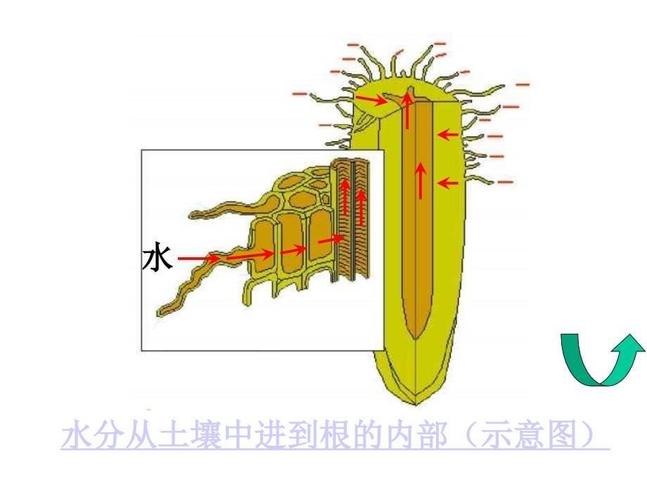 植物的光合作用与呼吸作用  华师大版ppt培训课件_第5页