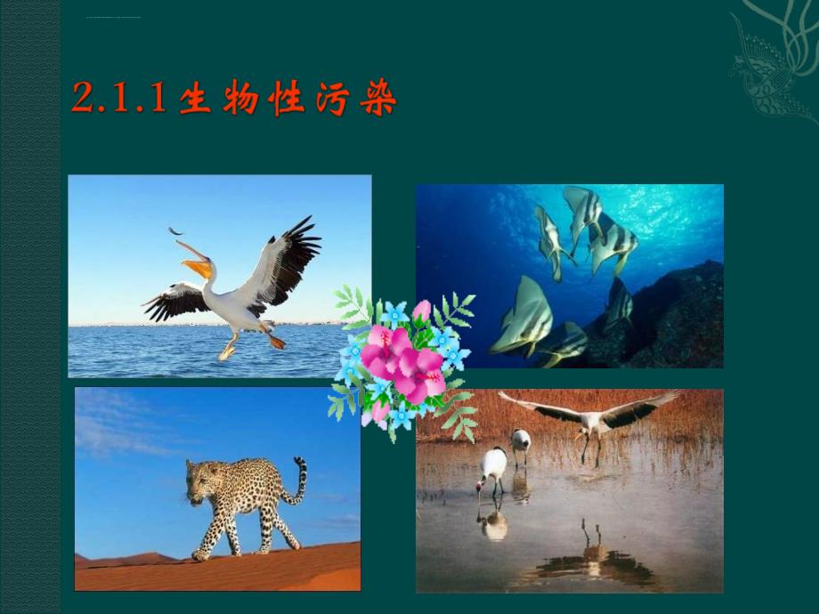 中图版生物选修2第一节《 生物性污染》课件_第1页