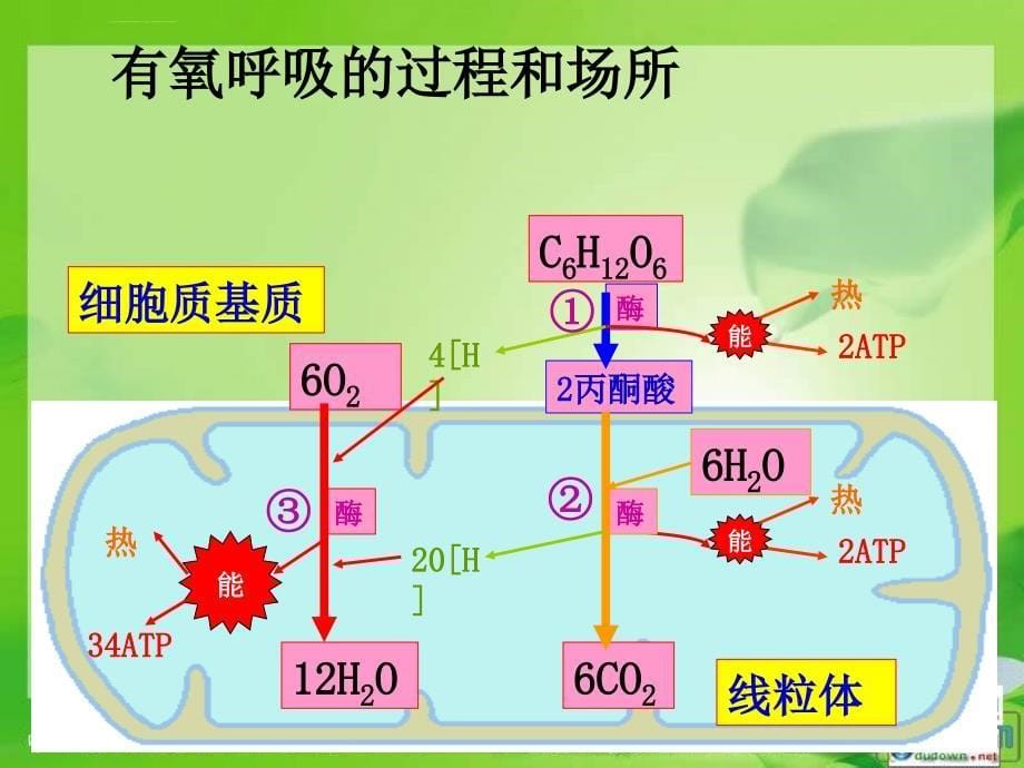 中图版生物必修1第四节《从化学能到生物能》课件之二_第5页