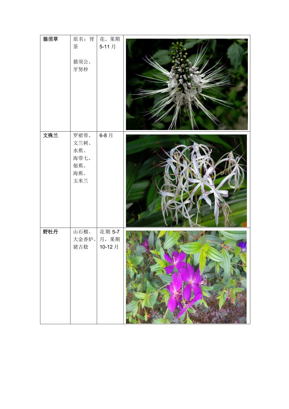 那些年拍过的Flower_第2页