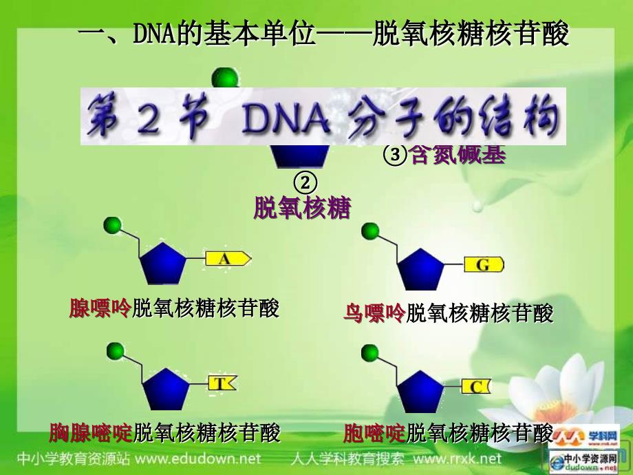 中图版生物必修2第二节《dna分子结构》课件_第3页