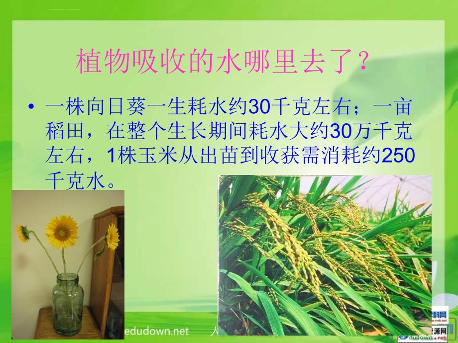 人教版生物七上第三节《 绿色植物参与生物圈的水循环》课件之一[最新版_第4页