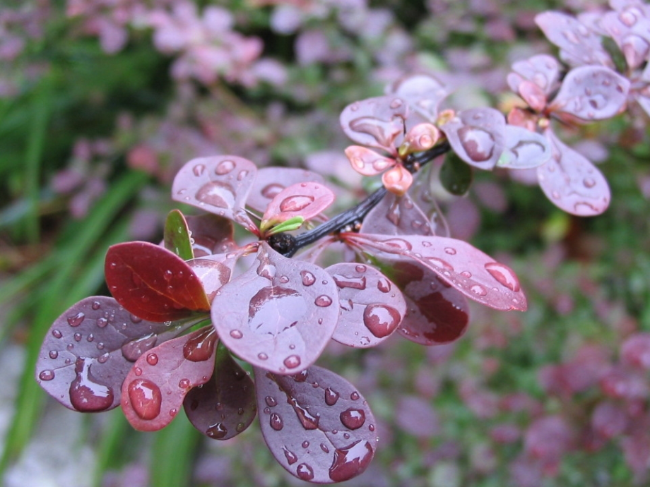 优质课课件--雨点儿（精华_第3页