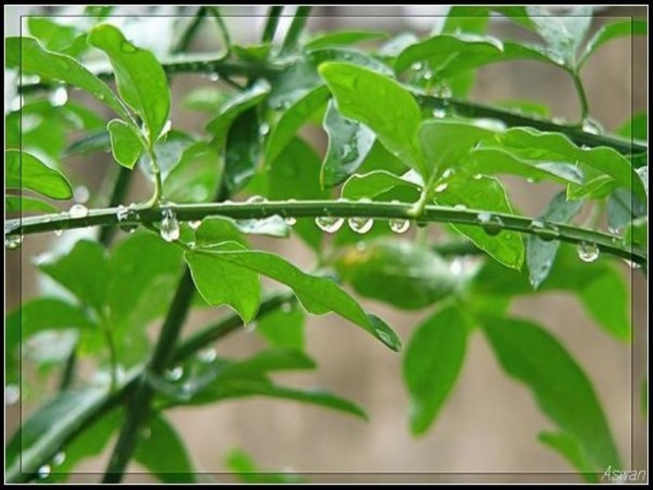 优质课课件--雨点儿（精华_第4页