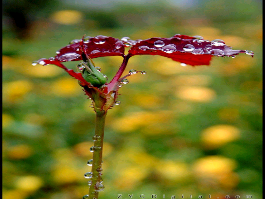 优质课课件--雨点儿（精华_第5页