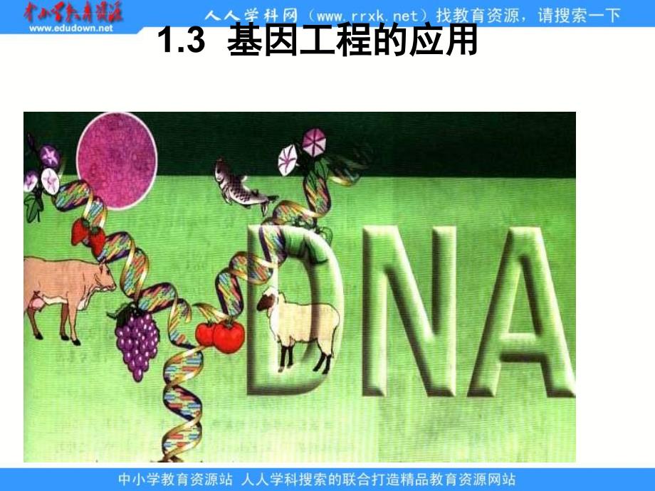 新人教版生物选修31.3《 基因工程的应用》课件_第2页