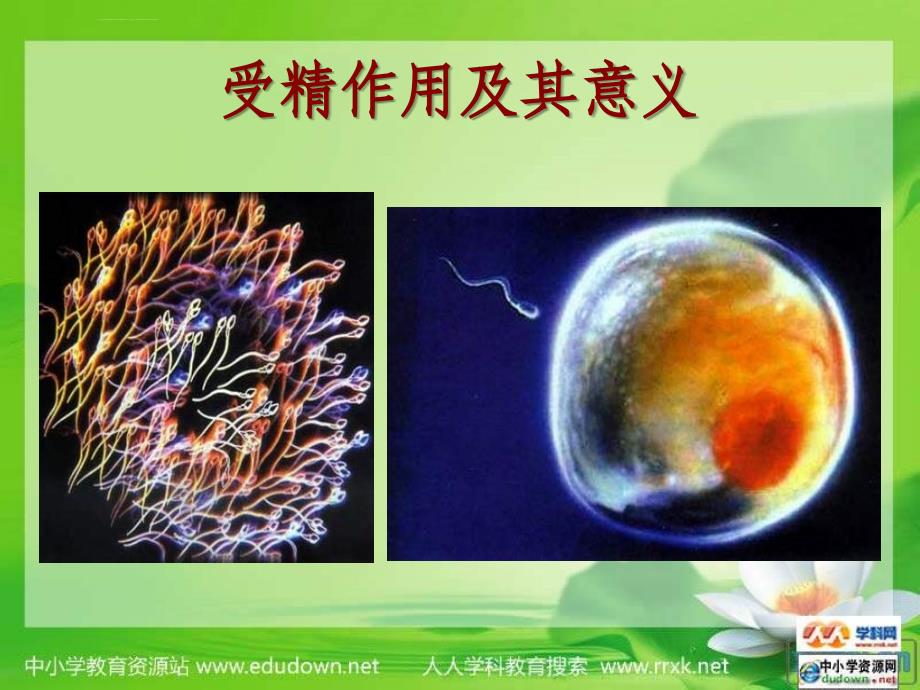 中图版生物必修2第二节《 受精作用》课件_第3页