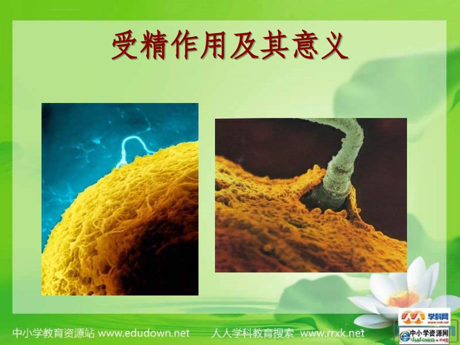 中图版生物必修2第二节《 受精作用》课件_第4页