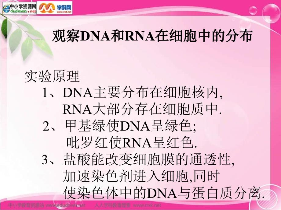 新人教版生物(必修1)2.3《遗传信息的携带者——核酸》课件之一_第2页