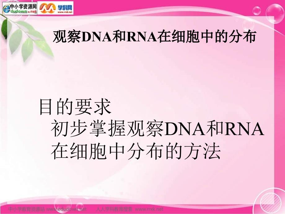 新人教版生物(必修1)2.3《遗传信息的携带者——核酸》课件之一_第3页