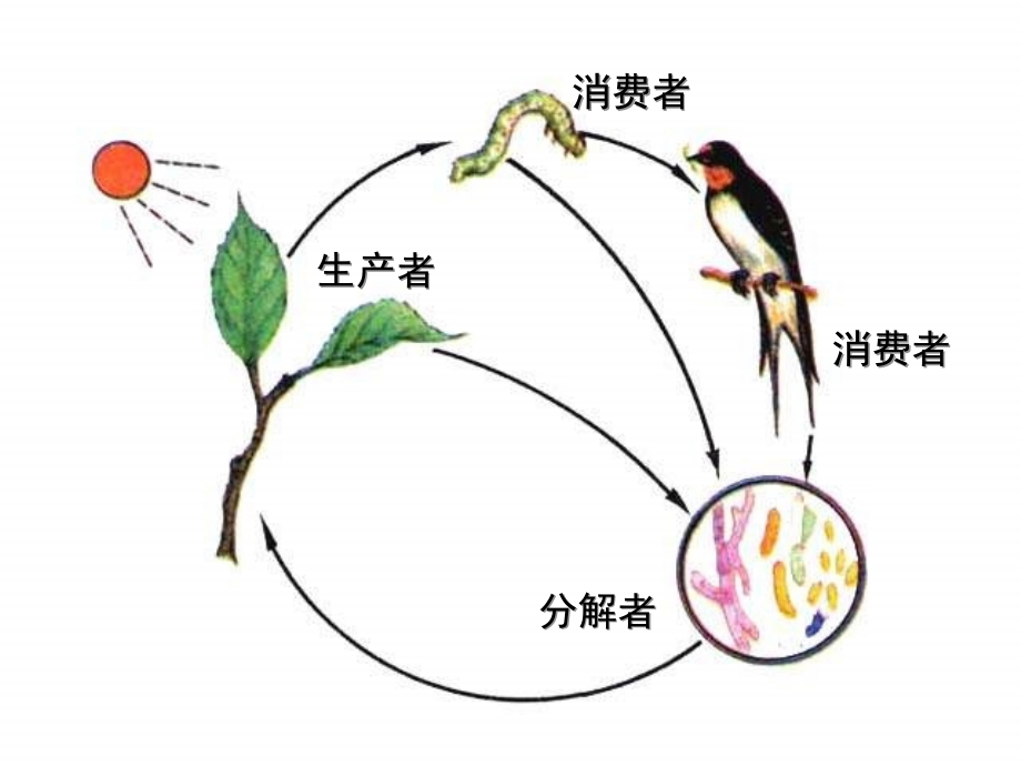 人教版生物七上第四节《 生态系统》课件_第3页