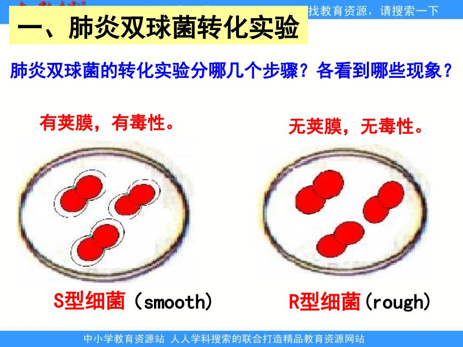 浙科版生物必修2第一节《 核酸是遗传物质的证据》课件_第4页