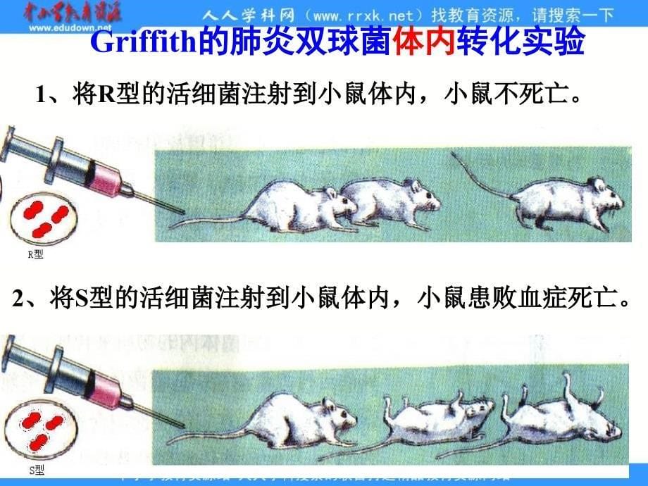 浙科版生物必修2第一节《 核酸是遗传物质的证据》课件_第5页