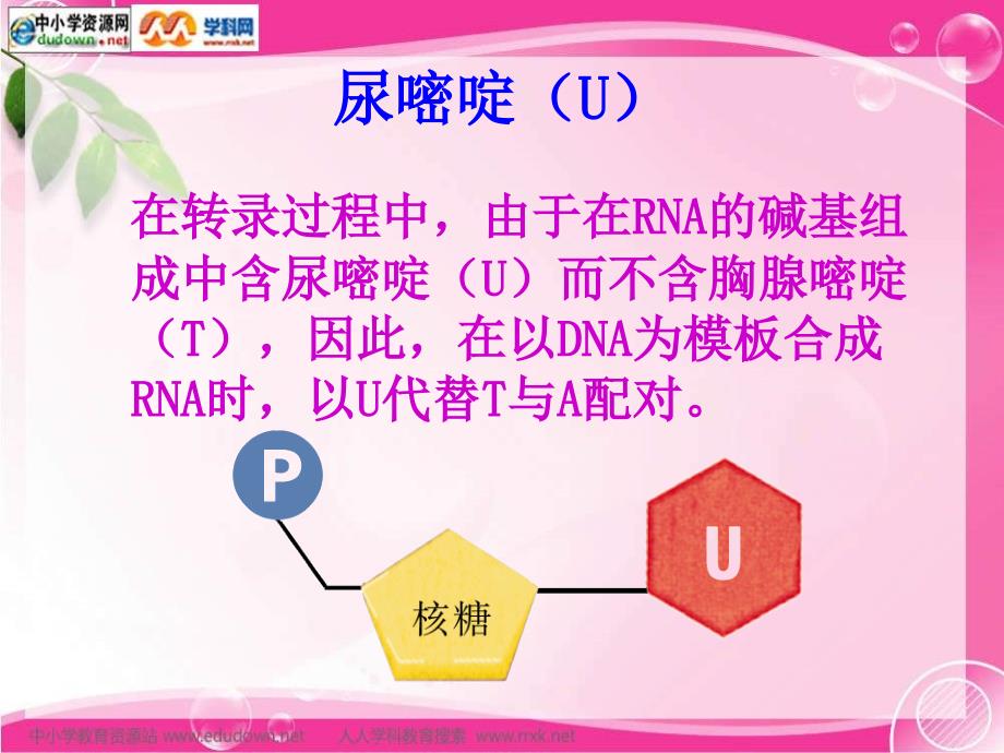 苏教版生物必修2第三节《基因控制蛋白质的合成》课件之一_第4页