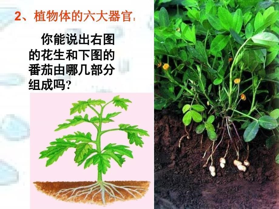 苏教版生物七上第二节《 多细胞生物体的组成》课件之二[最新版_第5页