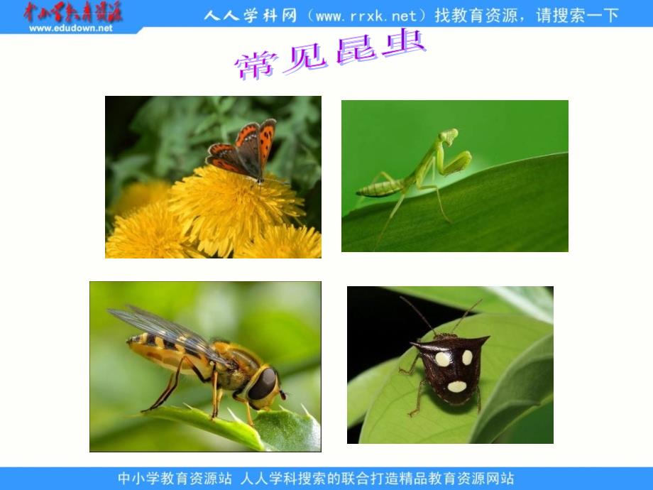 语文a版六年级上册《昆虫迷》课件 2_第3页