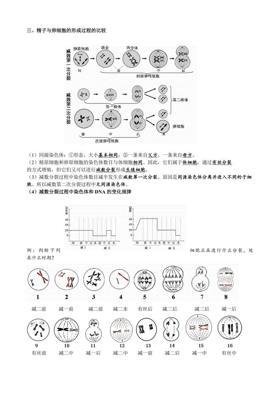 减数分裂知识点归纳及试题_第2页