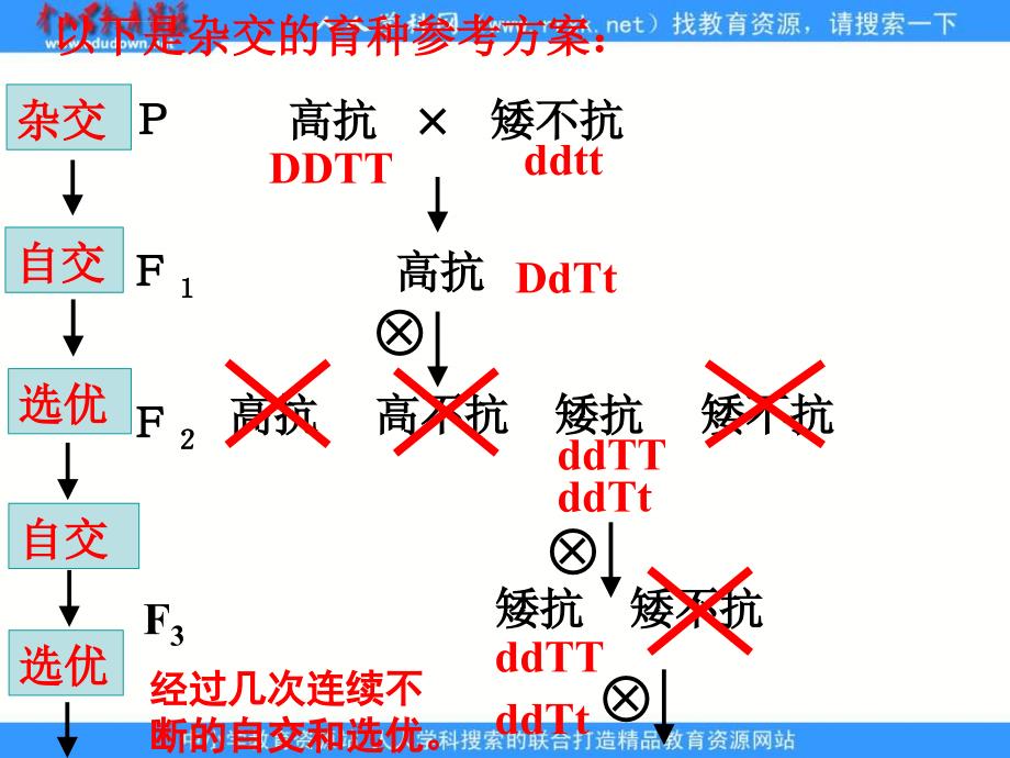 浙科版生物必修2第二节《 生物变异在生产上的应用》课件_第3页