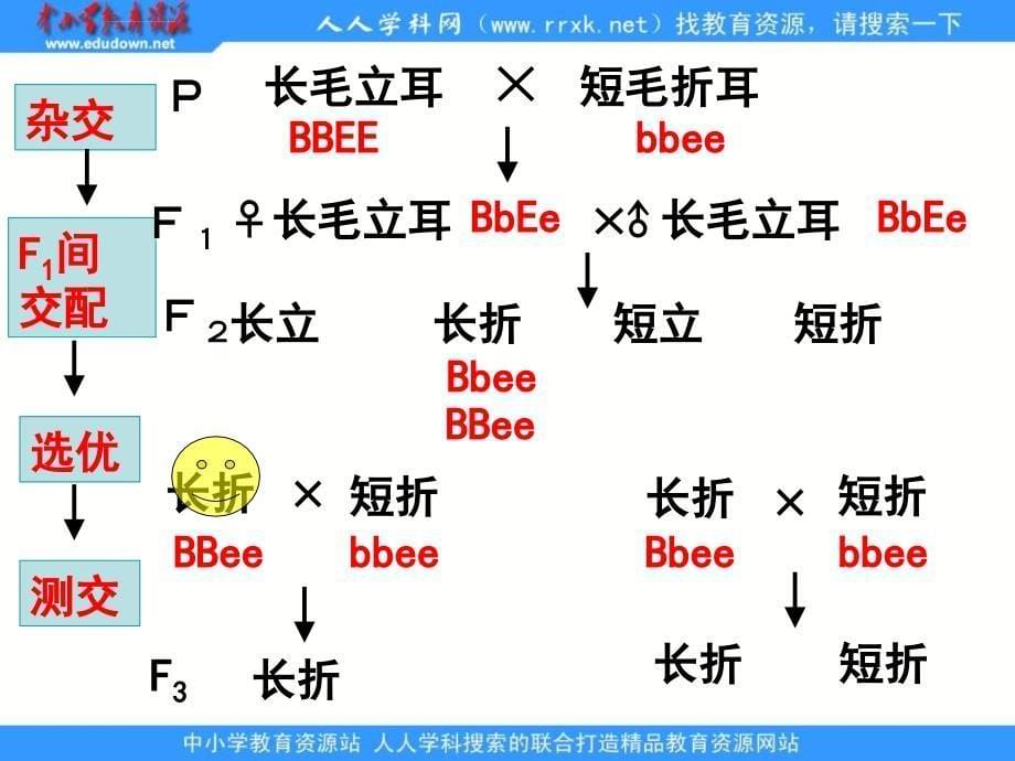 浙科版生物必修2第二节《 生物变异在生产上的应用》课件_第5页