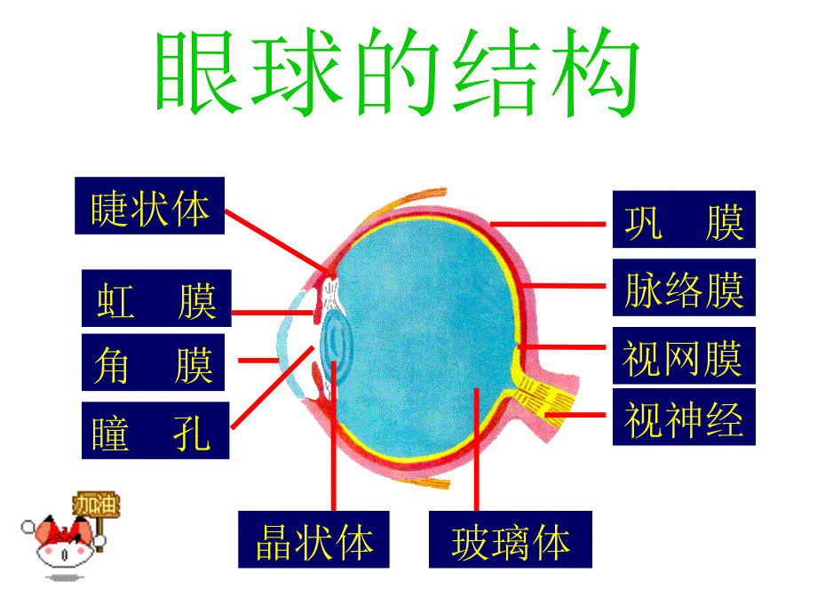 七年级生物眼与视觉_第4页