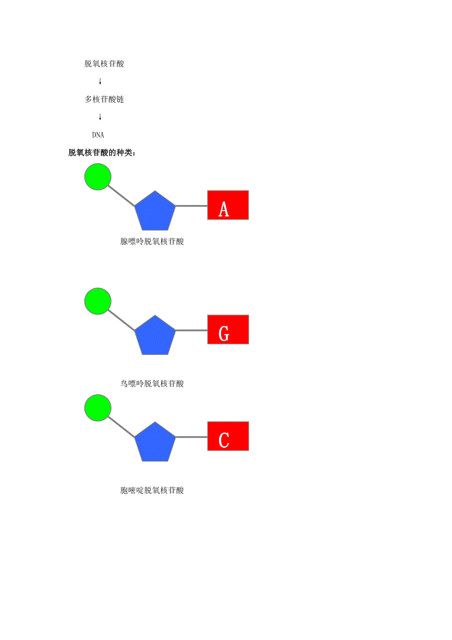 DNA的结构和特点_第3页