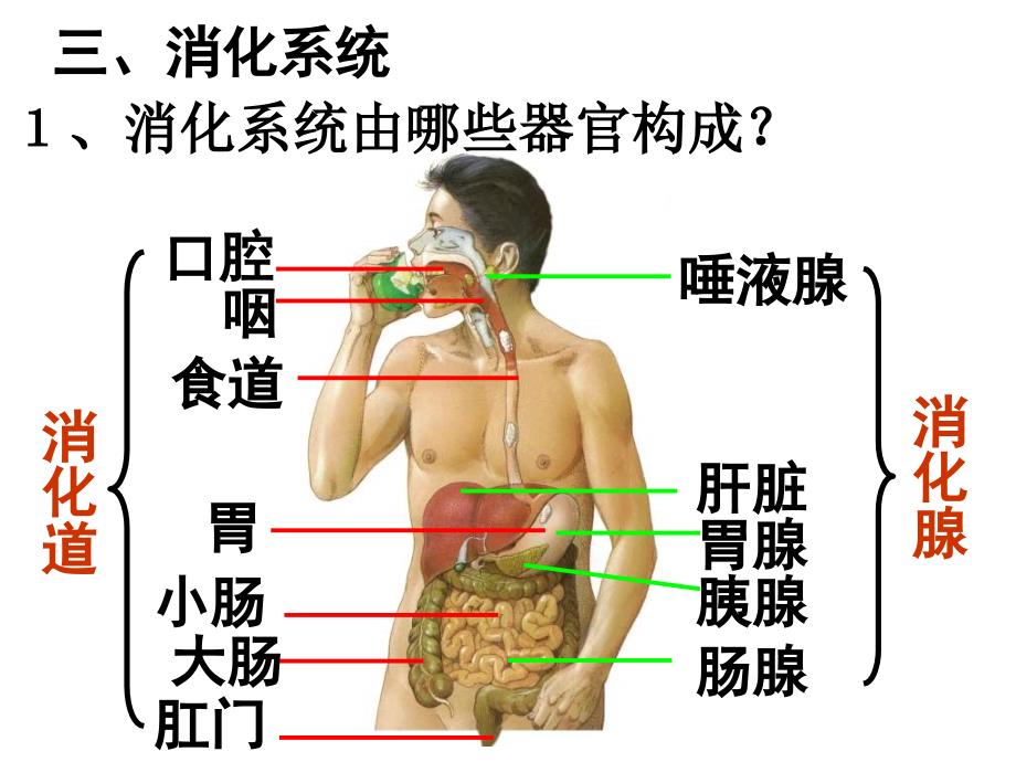 七年级科学生物体的结构层次4_第4页