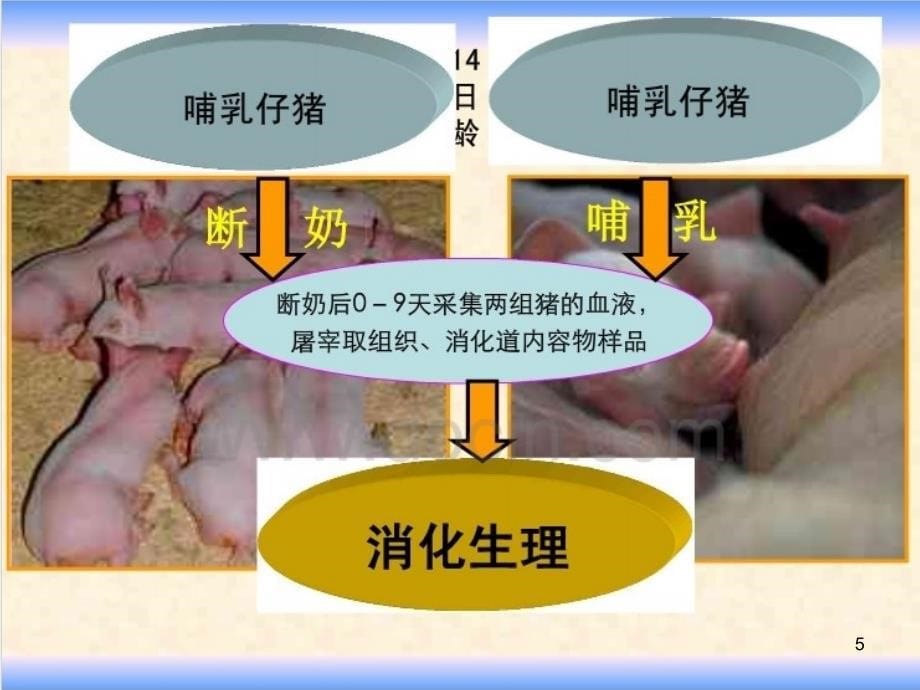 仔猪早期断奶应激反应机理与抗应激技术研究_第5页