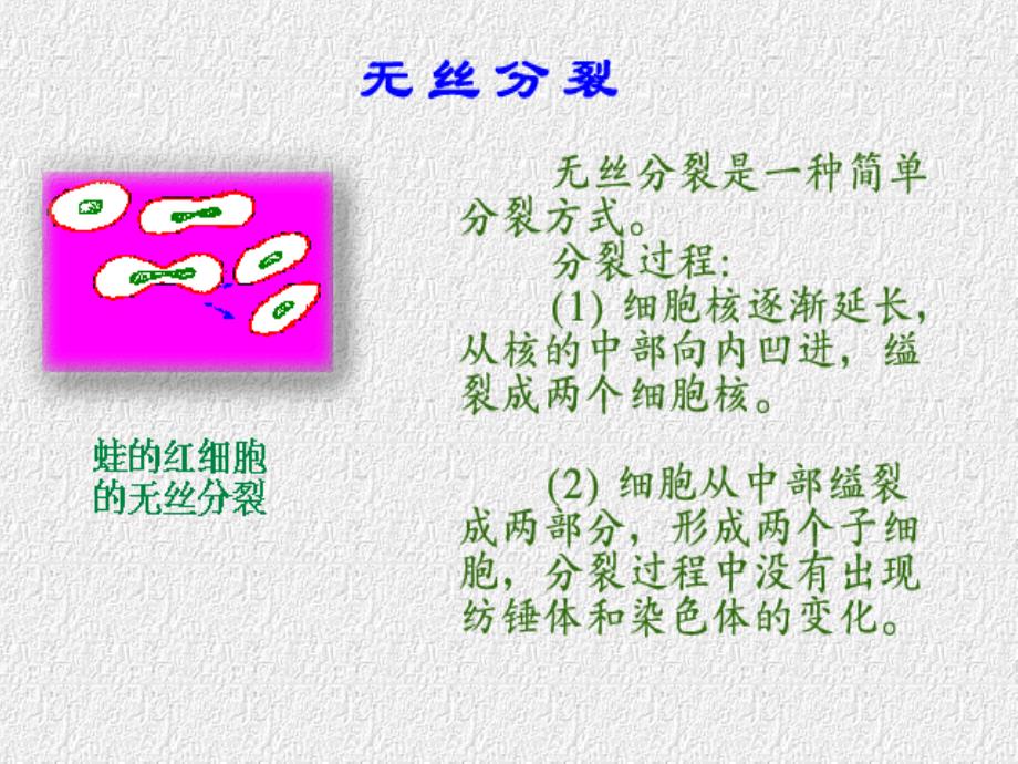 减数分裂和有性生殖胞的形成ppt培训课件_第4页