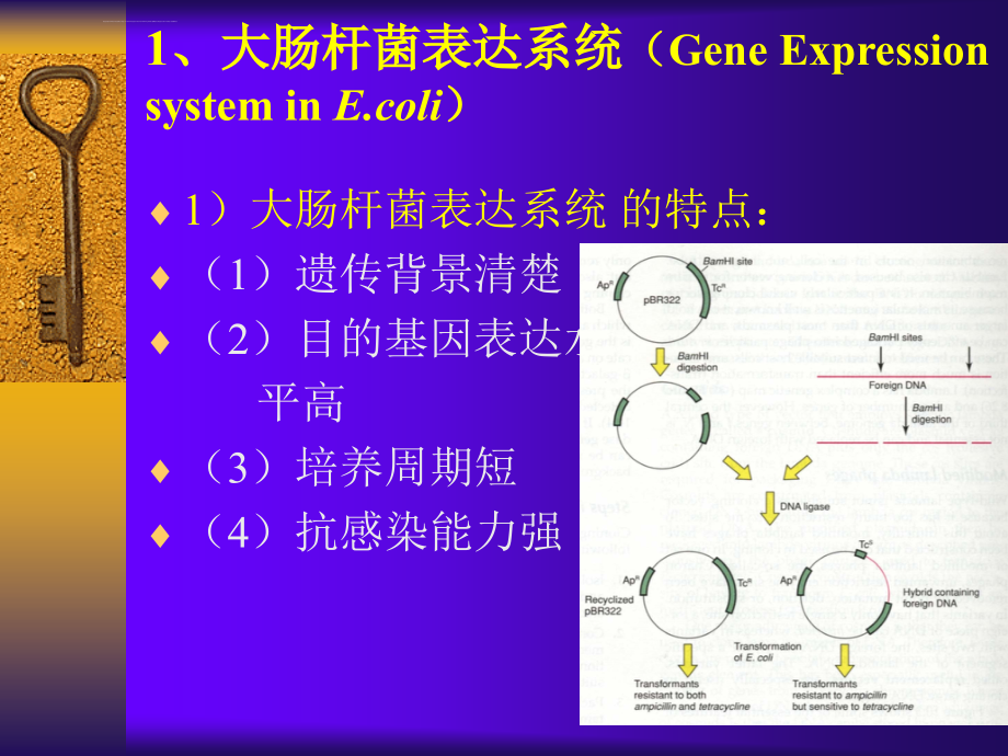 分子生物学研究策略-基因表达技术ppt培训课件_第3页