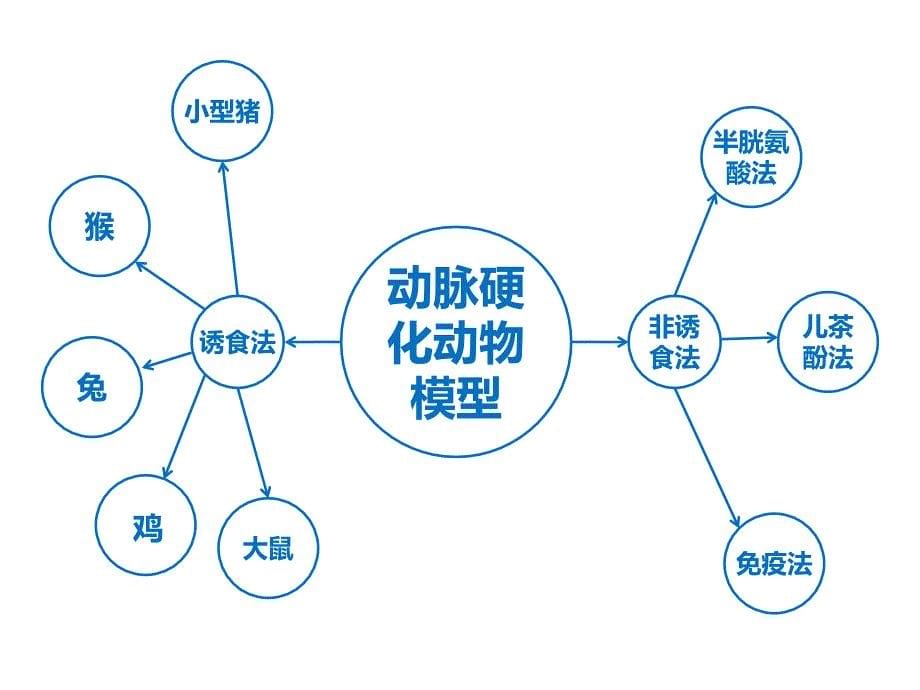 动脉硬化的动物模型教程ppt培训课件_第5页