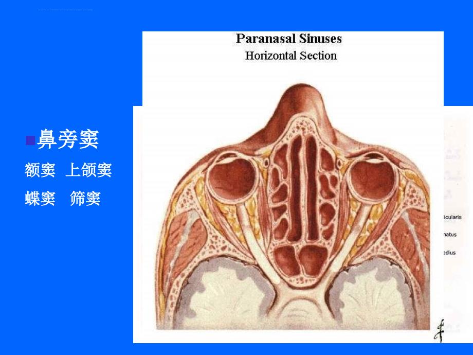 系统解剖学 - 呼吸系统（2006级）ppt培训课件_第4页