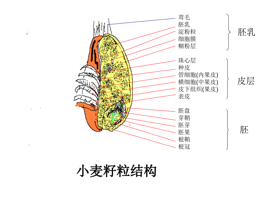 小麦加工工艺流程图ppt培训课件_第3页