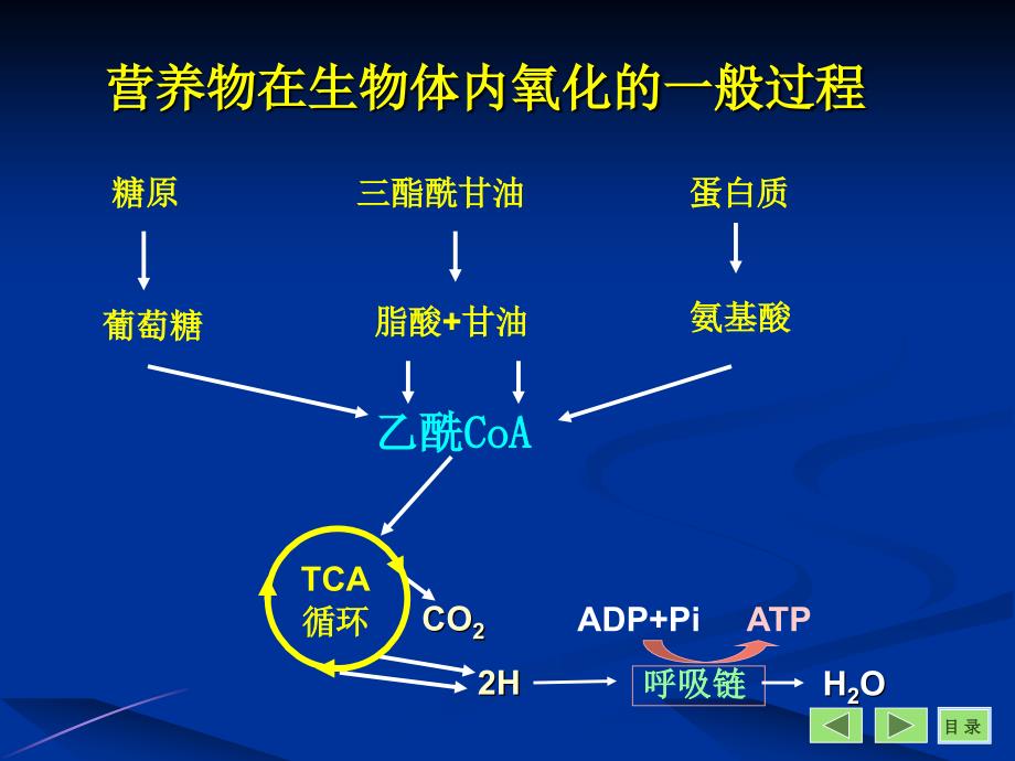 生物化学 - 第09章 三羧酸循环（07级）ppt培训课件_第2页