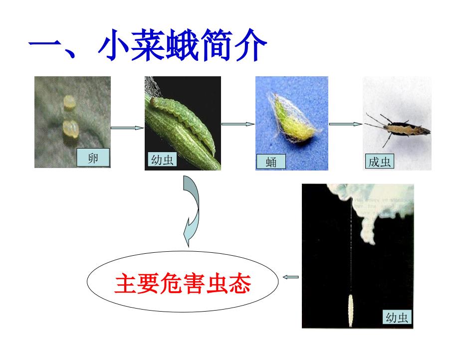 小菜蛾综合防治技术ppt培训课件_第4页