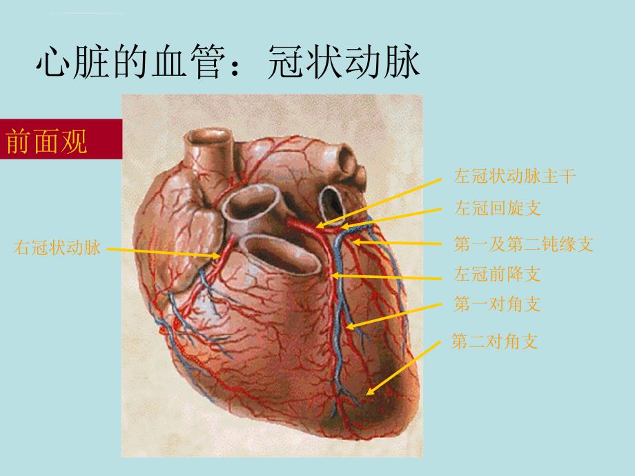 冠状动脉造影术及其护理ppt培训课件_第2页