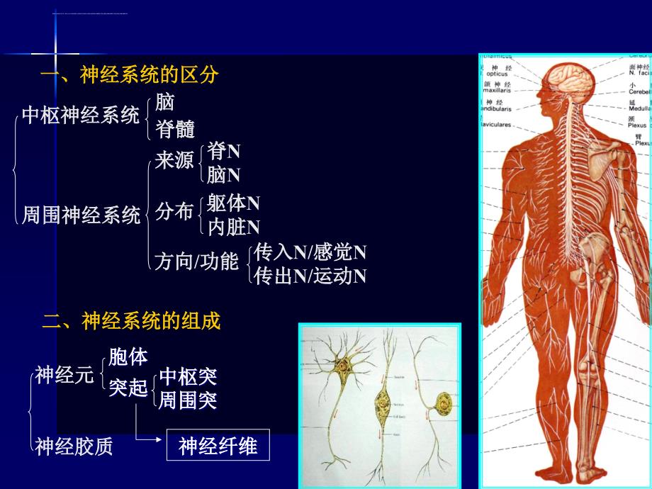 神经系统解剖复习ppt培训课件_第3页