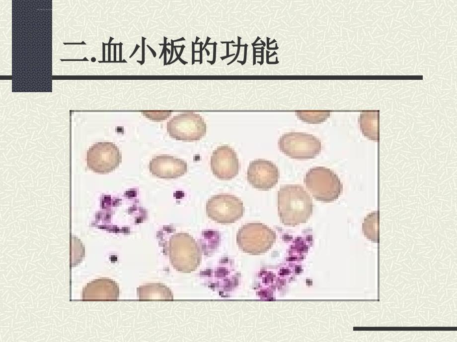 血小板检验ppt培训课件_第2页