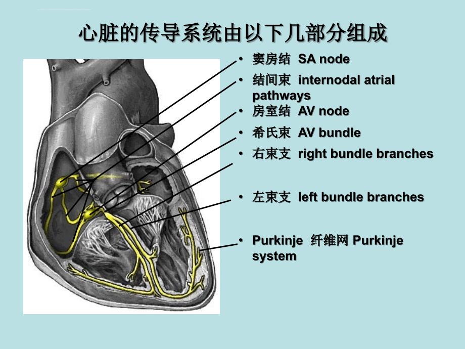 心电图—正常心电图ppt培训课件_第4页