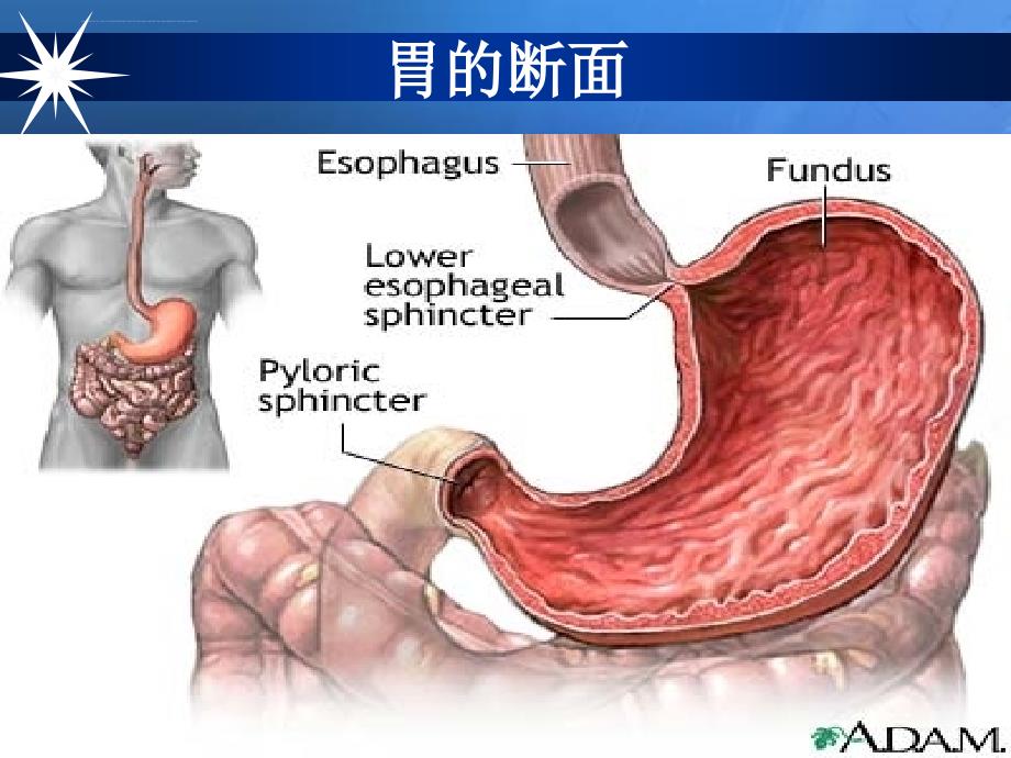 胃十二指肠疾病ppt培训课件_第3页