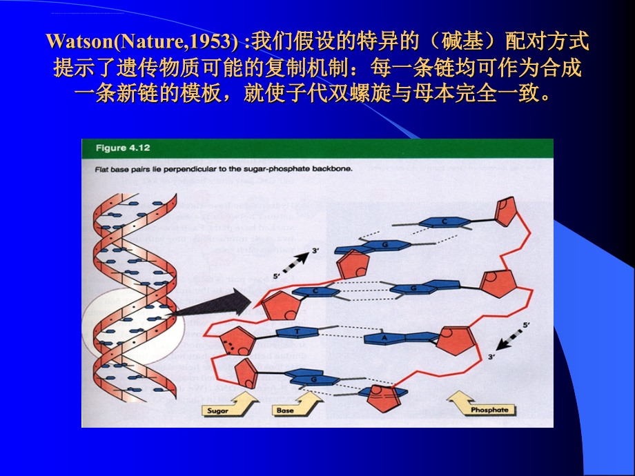 医用分子遗传学-dna 复制ppt培训课件_第4页