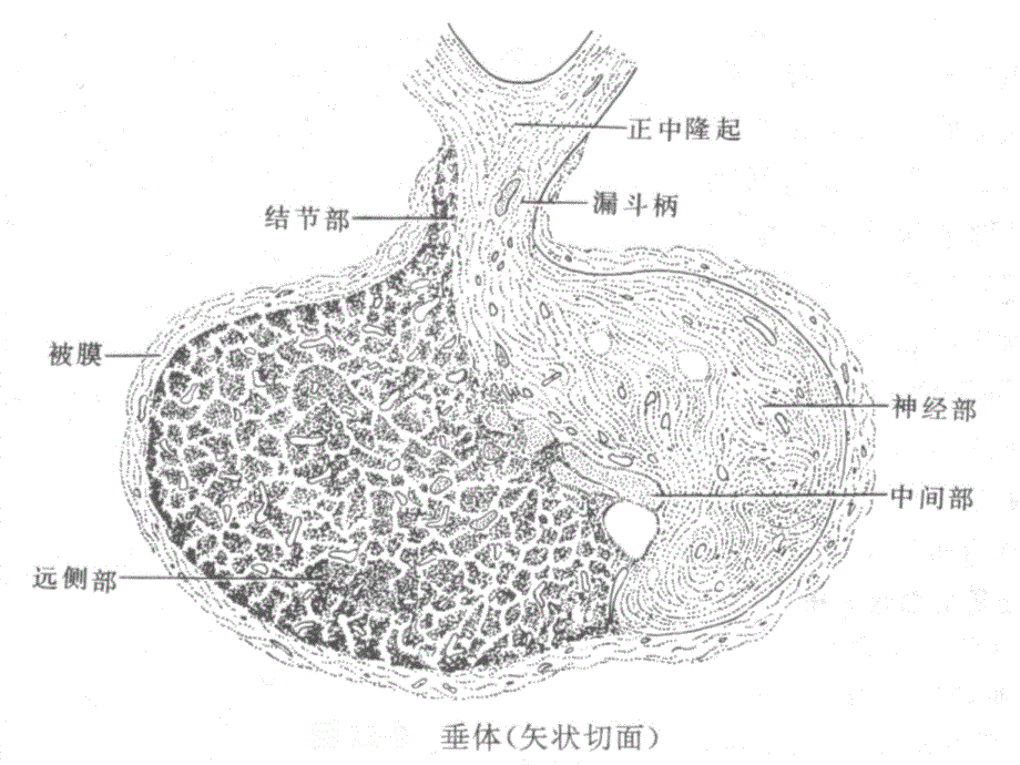 动物解剖学之内分泌系统ppt培训课件_第3页