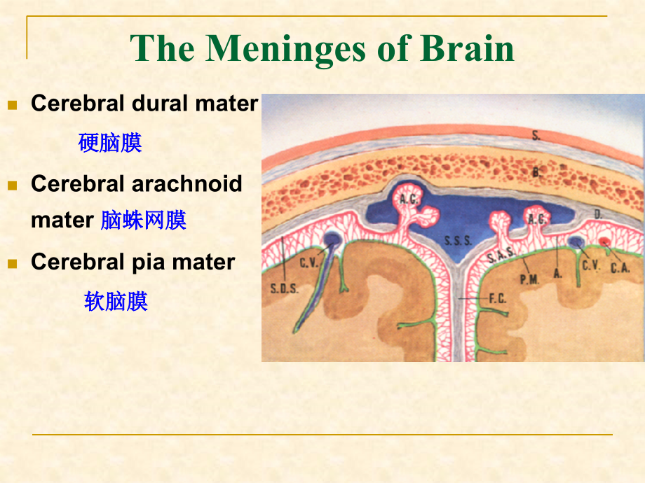 脑的被膜和脑脊液ppt培训课件_第3页