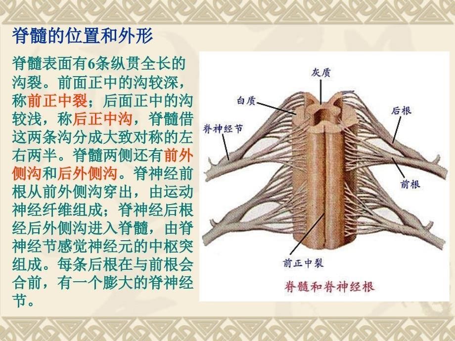 神经系统－2脊髓ppt培训课件_第5页