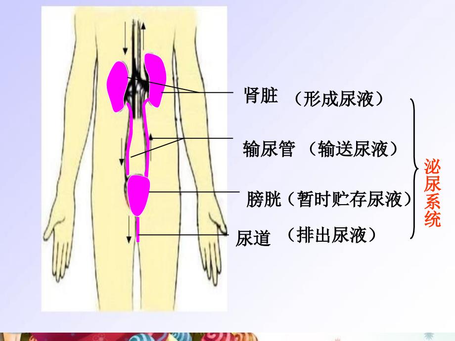 七年级生物下册_第四单元___尿的形成和排出课件_第4页