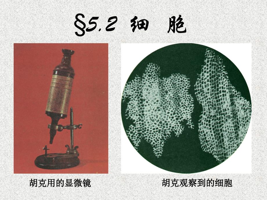 科学：5.2《细胞》课件1(七年级下)_第2页