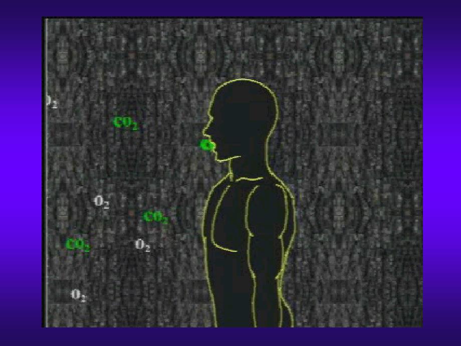 生物：4.3.1《呼吸道对空气的处理》课件4(七年级下)_第2页