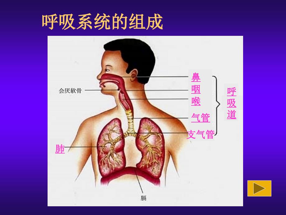 生物：4.3.1《呼吸道对空气的处理》课件4(七年级下)_第3页