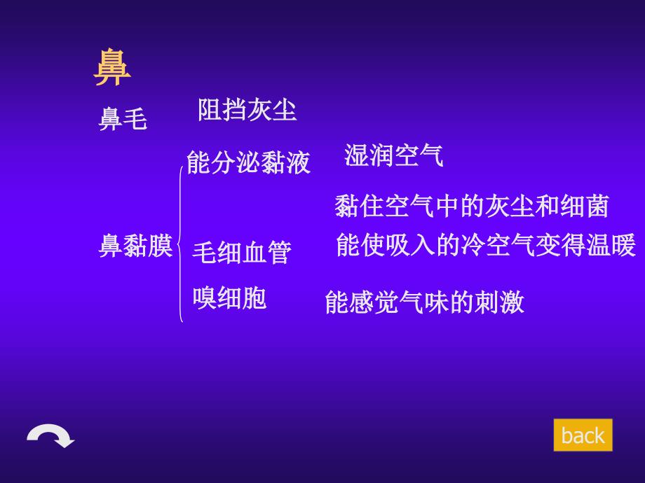 生物：4.3.1《呼吸道对空气的处理》课件4(七年级下)_第4页